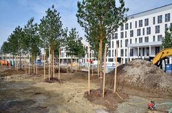Die ersten Bäume rund um den Neubau des Uniklinikums sind gepflanzt. Foto: UKJ/ Szabó